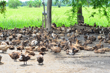 Herd of duck relax in a farm beside green field