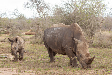 Obraz premium White Rhino in Hlane Nationalpark, Lubombo Province, Eswatini, southern Africa