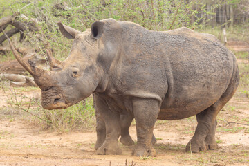 White Rhino in Hlane Nationalpark, Lubombo Province, Eswatini, southern Africa