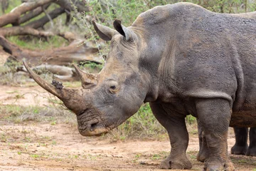 Foto op Plexiglas White Rhino in Hlane Nationalpark, Lubombo Province, Eswatini, southern Africa © Christian Dietz