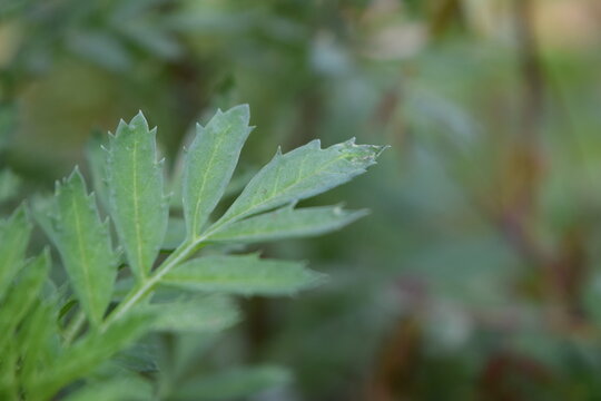 imagen fotogr&aacute;fica de alta calidad mostrando hojas 