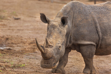 Obraz premium White Rhino in Hlane Nationalpark, Lubombo Province, Eswatini, southern Africa