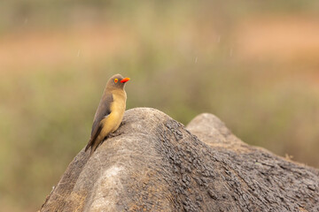 Red-billed oxpecker on a white Rhino in Hlane Nationalpark, Lubombo Province, Eswatini, southern...