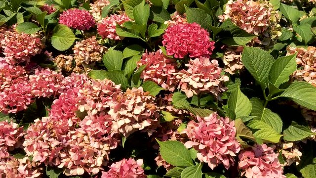 Hydrangea is a genus of floral plants in the Hydrangeaceae family