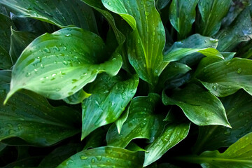 Dew drops on green leaf close up