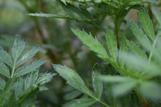 imagen fotogr&aacute;fica de alta calidad mostrando hojas 