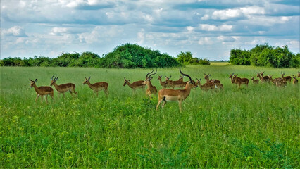 African landscape, wild life. A large group of impala antelopes is walking in a meadow with tall green grass. Lush bushes in the distance. Blue cloudy sky. Botswana. Chobe Park.
