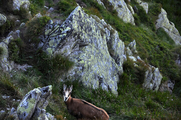 Fototapeta na wymiar Kozica w skalnym, górskim terenie, Rohacz Ostry, Tatry Zachodnie