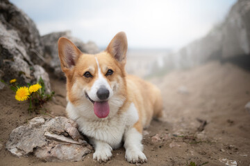 A Welsh Corgi Pembroke dog sits in the desert
