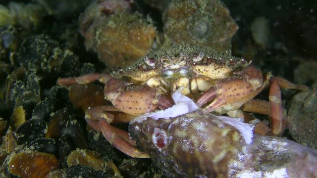 Green crab or Shore crab (Carcinus maenas) eats dead fish, close-up.