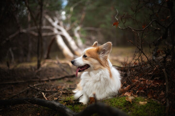 Naklejka na ściany i meble A Welsh Corgi Pembroke dog sitting in the woods
