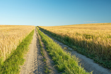 Dirt road through fields with grain and blue sky