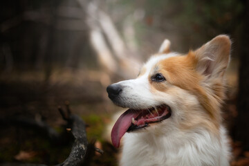 A Welsh Corgi Pembroke dog sitting in the woods