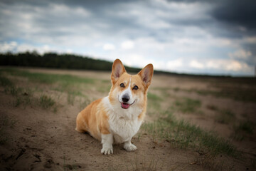 A Welsh Corgi Pembroke dog sits in the desert