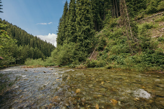 A close up of a hillside next to a forest