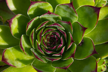 close up of a stone rose