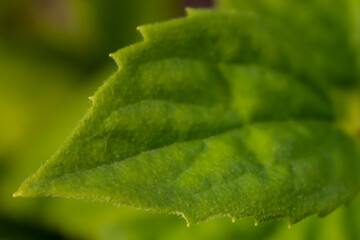 Leaf tip close up