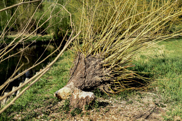 Baum von Einem Biber Abgenagt