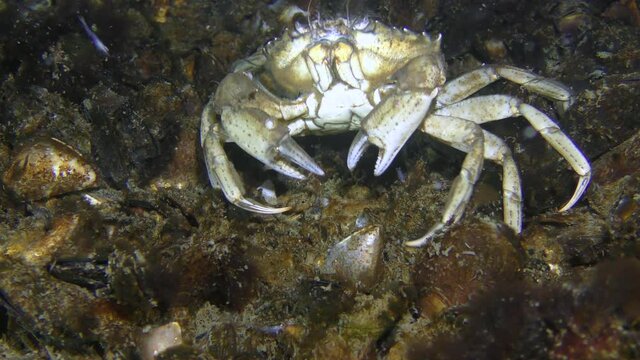 Rare moment of behavior: Green crab or Shore crab (Carcinus maenas) scratches its back on shells on the seabed.