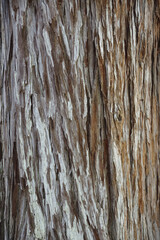 Close-up full frame view of the bark on the trunk of an old California redwood tree