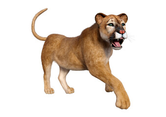 Obraz premium 3D Rendering Big Cat Puma on White