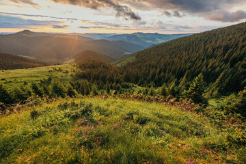 A field with a mountain in the background
