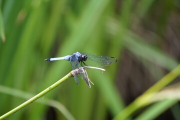 オオシオカラトンボ