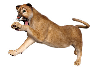 Obraz premium 3D Rendering Big Cat Puma on White