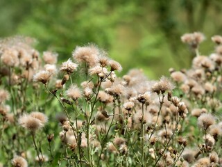 Brown fuzzy wildflowers growing against a soft green background in nature in late summer.