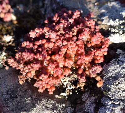 Sedum brevifolium plant hidden among the rocks in the mountain.
