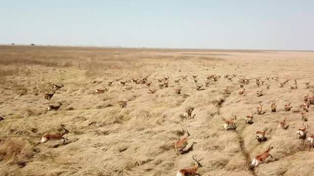 Red Lechwe in the marshy areas of Zambia, Africa