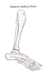 Abductor hallucis muscle foot.