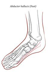Medical illustration of Abductor hallucis muscle foot.