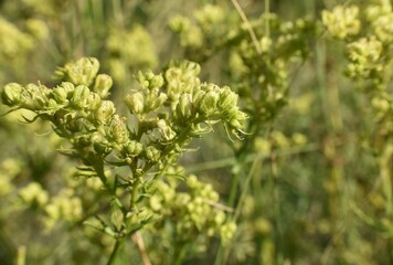 Detail of Rue (Ruta montana) plant in mountain.