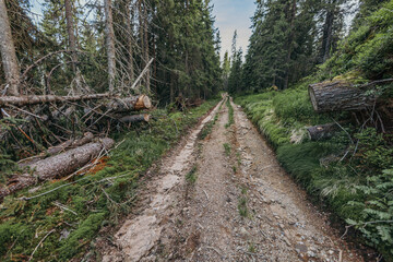 A dirt path in a wooded area