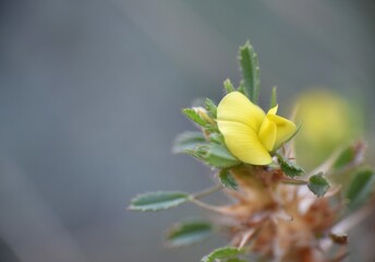 Ononis pusilla plant in mountain with yellow flower.