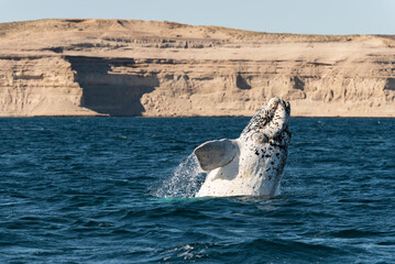  Rare white Southern Right Whale calf ,Eubalaena australis, breaching, Nuevo Gulf, Valdes...