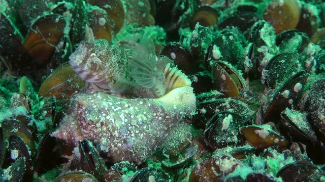 The male Tentacled blenny (Parablennius tentacularis) is hiding in the empty shell of the Veined Rapa Whelk (Rapana venosa).