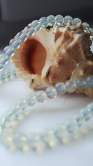 Sea shell with necklace made of  moonstone