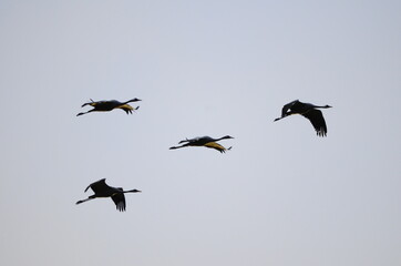Grues cendrées (Grus grus)