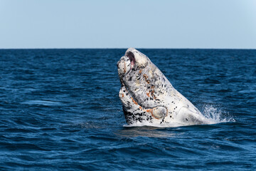  Rare white Southern Right Whale calf ,Eubalaena australis, breaching, Nuevo Gulf, Valdes...