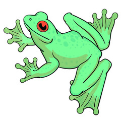 Hand drawn vector of tree frog isolated on white background. Original stock illustration of amphibian.