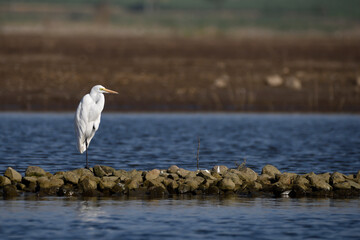 great grey heron sitting on stones. shot at Bhigwan in Pune on 12 mar 2017