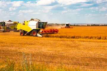 Obraz premium harvesters on a wheat field, large machines cut ripe bread, harvesting