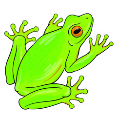 Hand drawn vector of tree frog isolated on white background. Original stock illustration of amphibian.