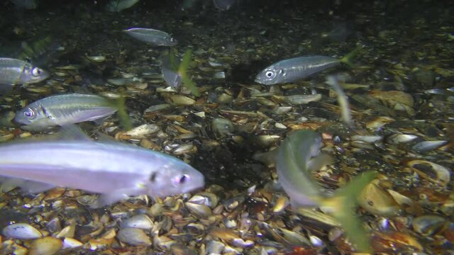 A shoal of commercial fish Mediterranean horse mackerel (Trachurus mediterraneus) seeks food near the bottom.