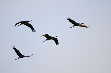 Grues cendrées (Grus grus)