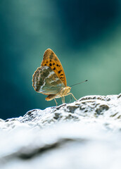 Close up of a Silver-washed fritillary butterfly 