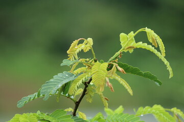 green leaves on a tree