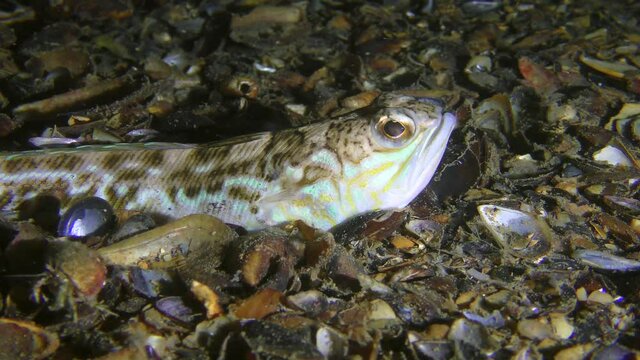 The poisonous fish Greater weever (Trachinus draco) leaves the frame, frightened by another fish.